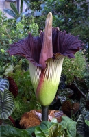 corpse flower (Amorphophallus titanum)